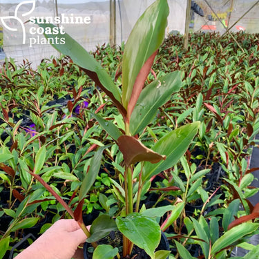 Alpinia caerulea 'Red Back' (Native Ginger) with elegant, lance-shaped green leaves and deep red undersides, adding a striking foliage contrast