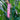 Alpinia henryi 'Pink Perfection' (Pink Ginger) showcasing delicate clusters of vibrant pink flowers cascading from tall, graceful stems
