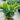Alpinia nutans is more compact than the taller, more upright Alpinia mutica