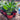 Alpinia nutans growing in 140mm pots