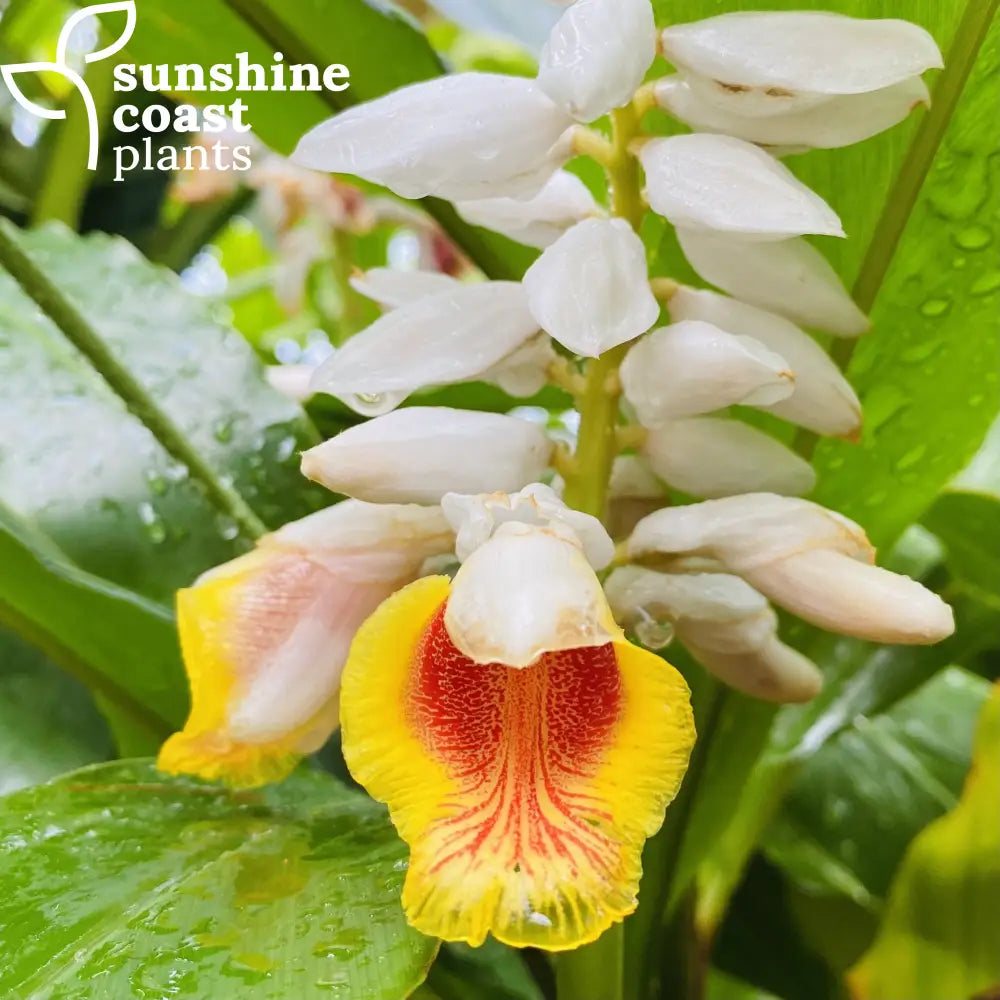 cardamom ginger plant indoors Alpinia Nutans - Dwarf Cardomom