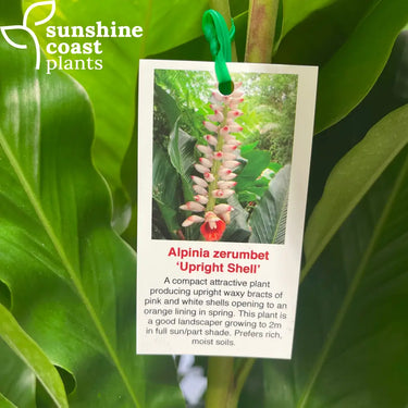 Alpinia zerumbet (Upright Shell Ginger) featuring tall, arching stems with glossy green foliage and drooping clusters of delicate pink and white, shell-shaped flowers