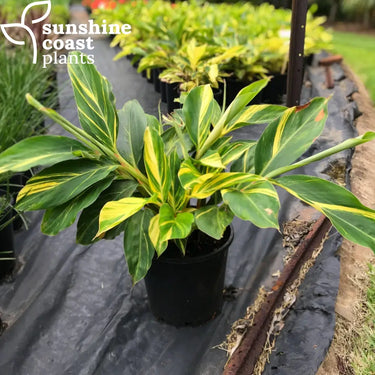 A beautiful foliage plant perfect for bringing the Jungle vibes