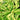 Alpinia zerumbet is a lush tropical foliage plant with big gold-striped foliage