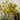 Anigozanthos Hybrid Gold Velvet - Gold Velvet Kangaroo Paw - 140mm pot - Plant