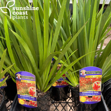 Anigozanthos 'Landscape Scarlet' (Landscape Scarlet Kangaroo Paw) with striking scarlet-red, velvety flowers on tall, arching green stems