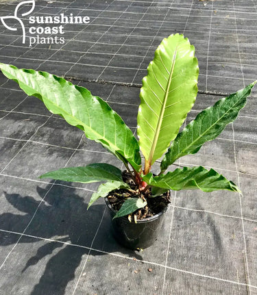 Also known as 'Pheasants Tail' it is a beautiful foliage plant with dark green leaves and a contrasting dark purple flower