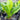 Anthurium Schlechtendalii 300mm pot Plant