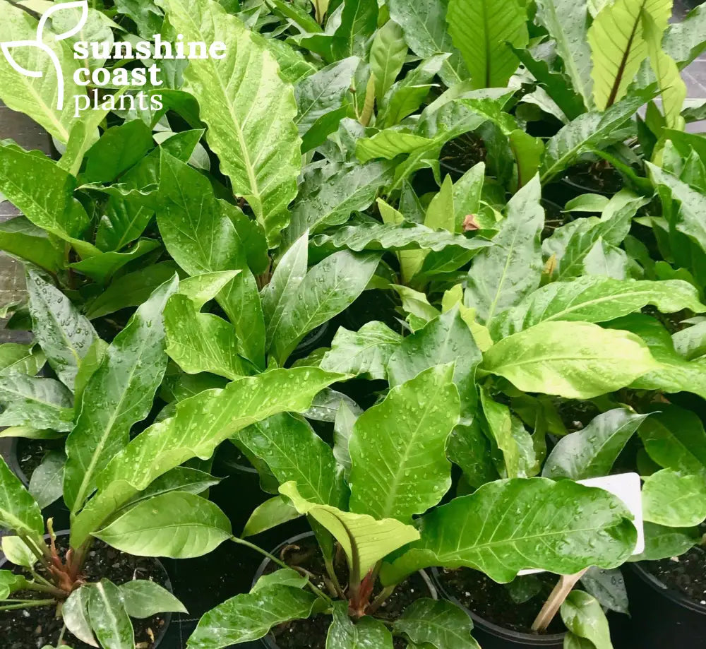 anthurium schlechtendalii care Anthurium Schlechtendalii