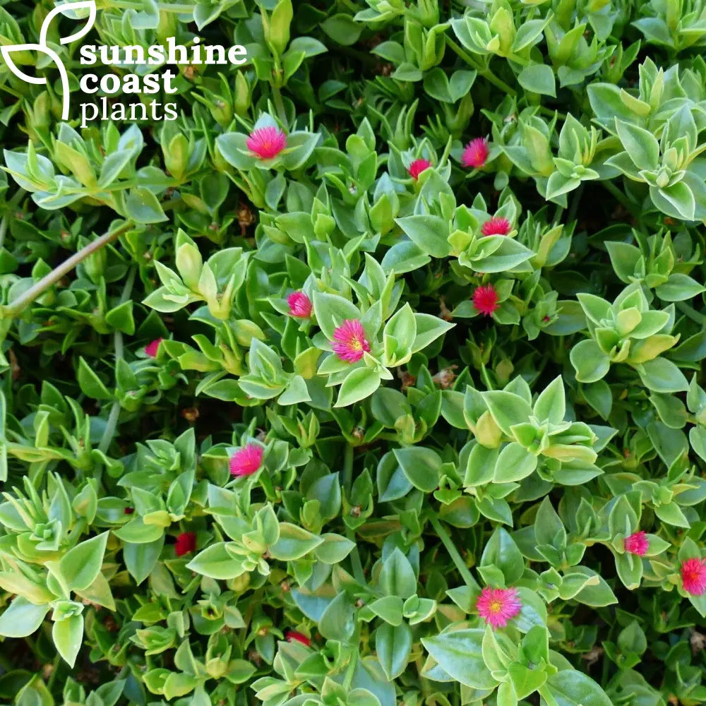 green succulent with red flowers Aptenia Cordifolia - Baby Sun Rose