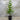 Araucaria heterophylla - Norfolk Island Pine