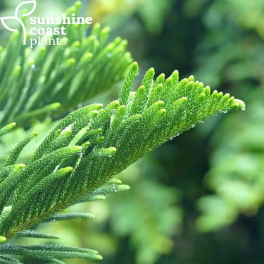 Araucaria heterophylla (Norfolk Island Pine) is a symmetrical, evergreen conifer with soft, tiered branches and dark green, needle-like foliage, making it a striking feature tree for coastal and landscape settings