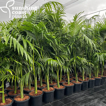 Alexander Palms grow up to 25 metres tall, featuring a slender, smooth trunk, gracefully arching fronds, and a self-cleaning green crownshaft, perfect for tropical landscapes and street plantings