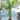 Archontophoenix Alexandrae - Alexander Palm - Plant