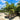 Bangalow Palms reach up to 20 metres tall, with a slender, ringed trunk, lush feathery fronds, and clusters of bright red ornamental fruits