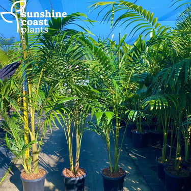 Archontophoenix cunninghamiana (Bangalow Palm) is a fast-growing, tall palm with a smooth, grey trunk, feathery green fronds, and a slender, self-cleaning crownshaft