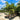Bangalow Palms reach up to 20 metres tall, with a slender, ringed trunk, lush feathery fronds, and clusters of bright red ornamental fruits