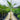 The Purple King Palm grows up to 12–15 metres, featuring a smooth, purple-tinged crownshaft, slender grey trunk, and feathery green fronds