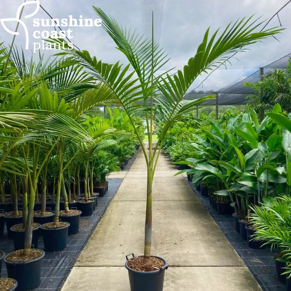 king palm plant Archontophoenix Purpurea - Purple King Palm