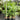 Areca triandra (Clumping Betel Nut) growing in 300mm pots, showcasing its dense, feathery green foliage and multiple slender trunks