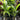 Clumping Betel Nut is a palm with a clumping growth habit generally growing very straight and vertically upright