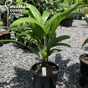 Areca triandra (Clumping Betel Nut) in 200mm pots, displaying its lush, arching green fronds and compact, clumping growth habit