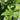 Areca triandra (Clumping Betel Nut) features lush, feathery green fronds that arch gracefully from multiple slender trunks, creating a soft, tropical canopy