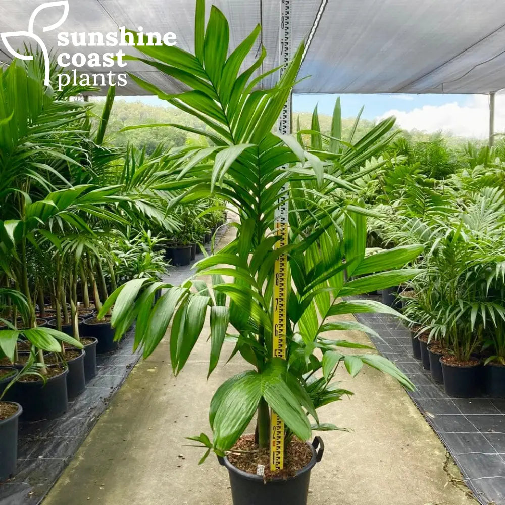 areca palm australia Areca triandra Palm - Clumping Betel Nut