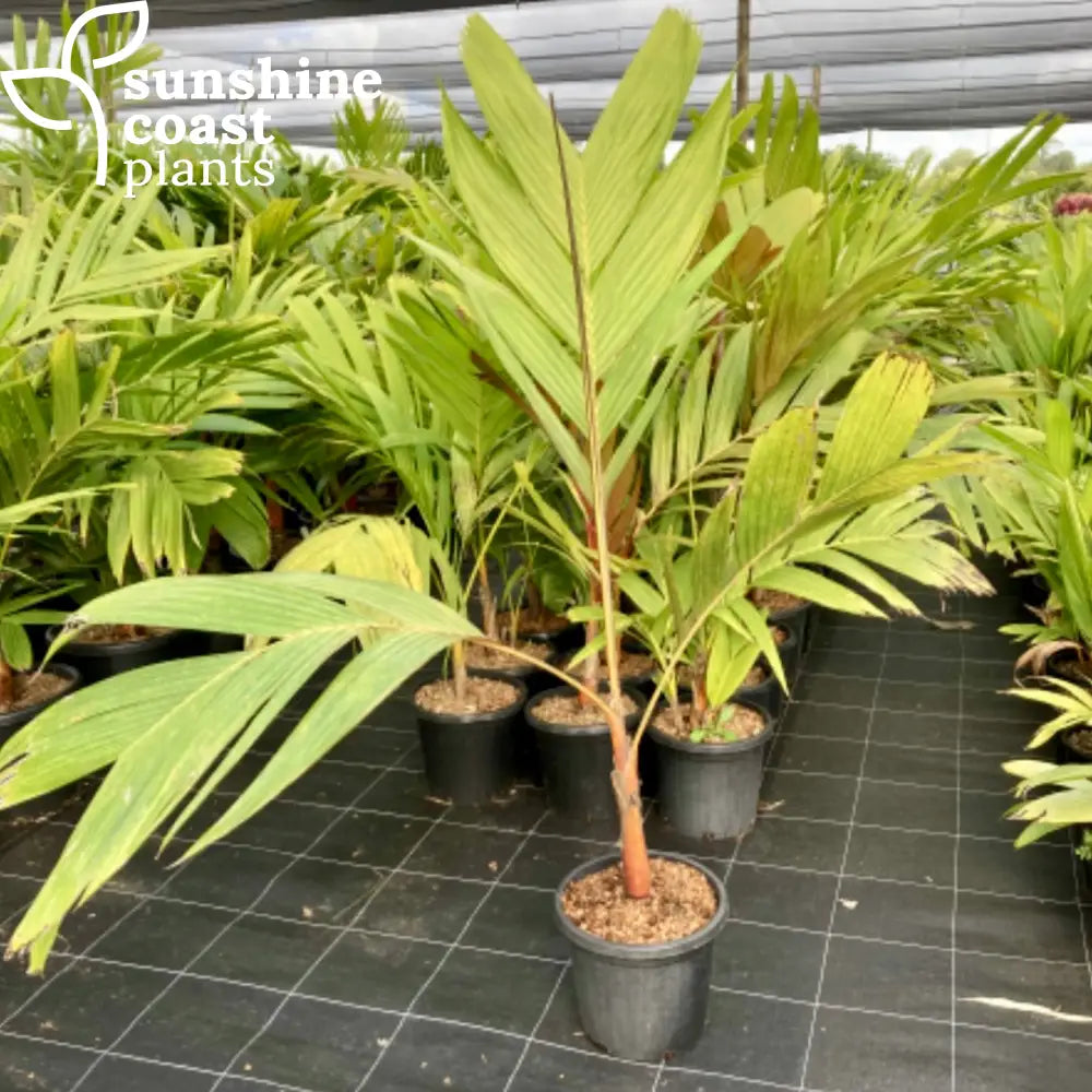 areca palm brisbane Areca Vestiaria Orange Form