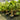 Moderate-growing, clumping palm that thrives in tropical and subtropical climate