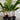Areca Vestiaria Orange Form 250mm pot