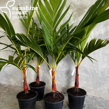 Areca Vestiaria Orange Form 250mm pot