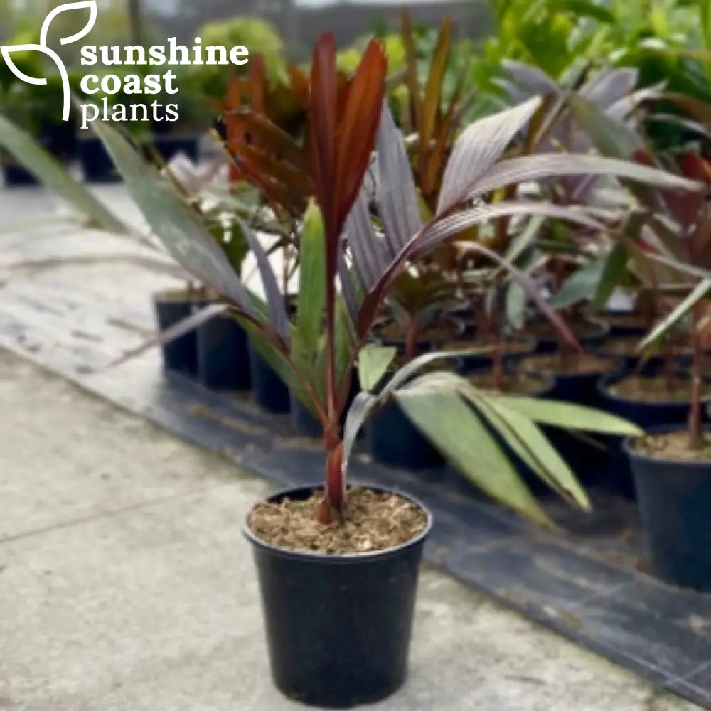 areca palm brisbane Areca Vestiaria Red Form
