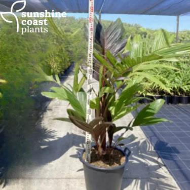 Moderate-growing, clumping palm that thrives in tropical and subtropical climate