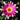 Argyranthemum Sublime Pink Federation Daisy - Pink Federation Daisy 140mm pot Plant