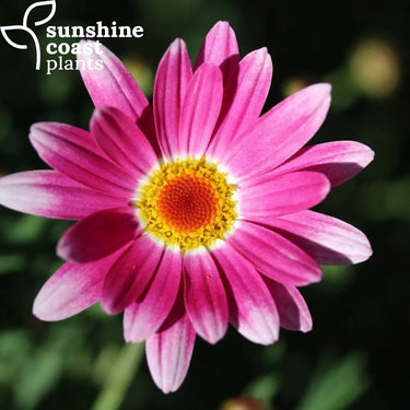 Argyranthemum Sublime Pink Federation Daisy - Pink Federation Daisy 140mm pot Plant