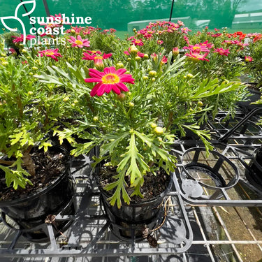 Argyranthemum Super Chameleon - Chameleon Daisy 140mm pot Plant