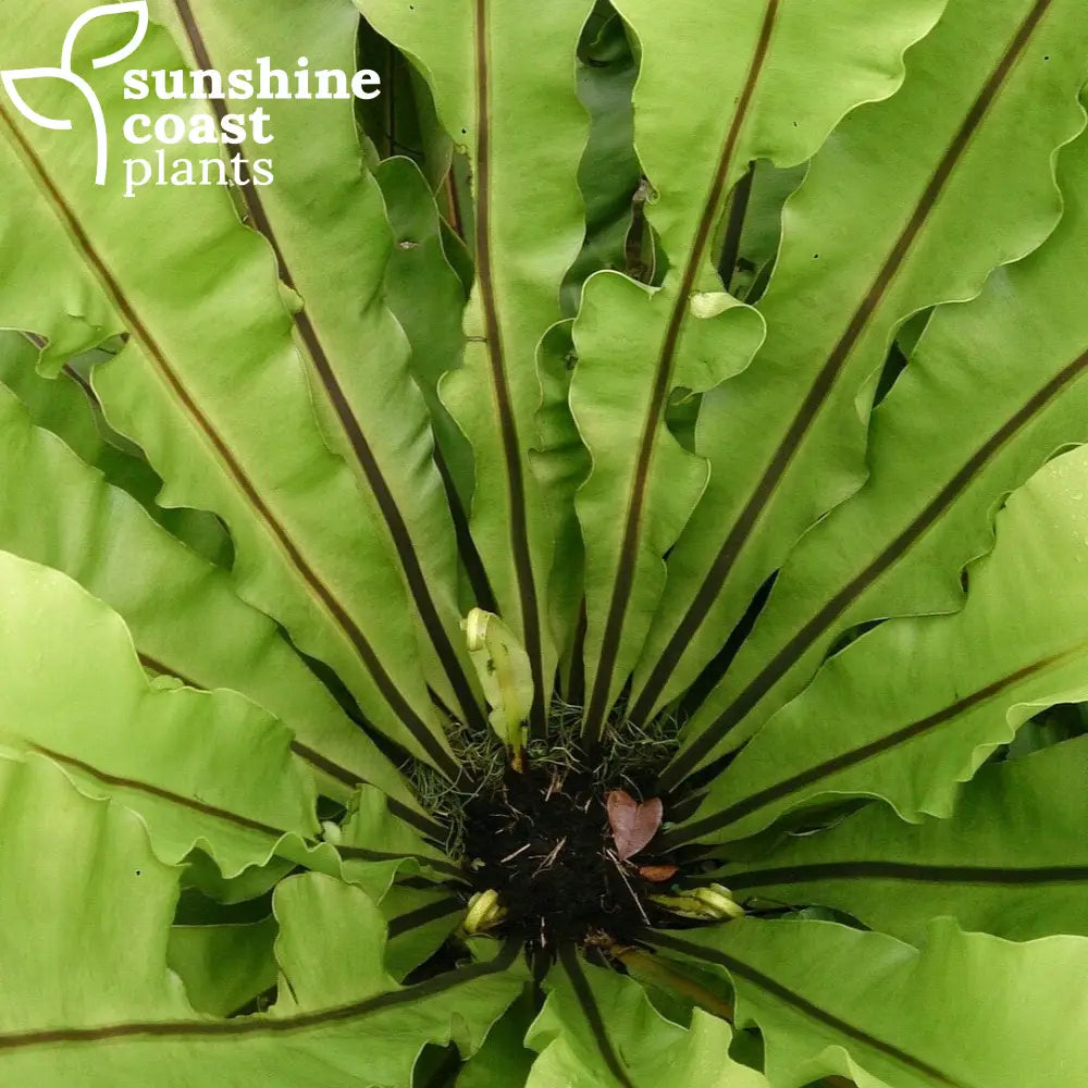 birds nest fern for sale brisbane Asplenium Nidus - Birds Nest Fern