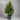 Backhousia Citriodora - Lemon Myrtle 100Ltr bag