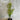 Backhousia citriodora 300mm pot