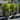 Backhousia Citriodora - Lemon Myrtle 45Ltr bag
