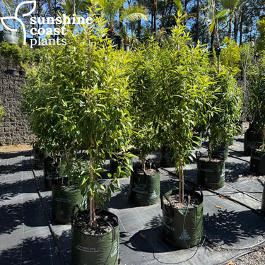 Backhousia Citriodora - Lemon Myrtle 45Ltr bag