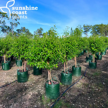 Backhousia Citriodora - Lemon Myrtle 45ltr bag