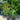 Betula Nigra ’Tropical Birch’ - Tropical River Birch 200mm pot Plant