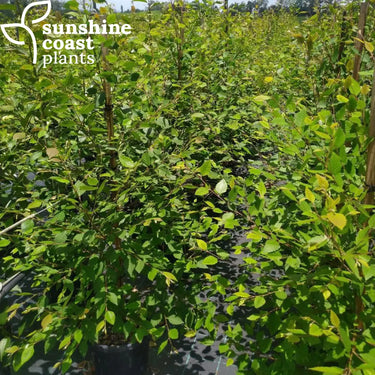 Betula Nigra ’Tropical Birch’ - Tropical River Birch Plant
