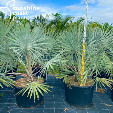 Bismarckia Nobilis 160Ltr pot