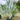 Bismark Palm 200Ltr bag