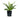 The Silver Lady Fern is an extremely attractive rosette fern with a neat but lush look