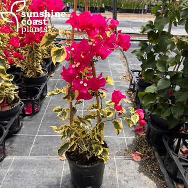 Bougainvillea Glabra ‘Raspberry Ice’ 175mm pot