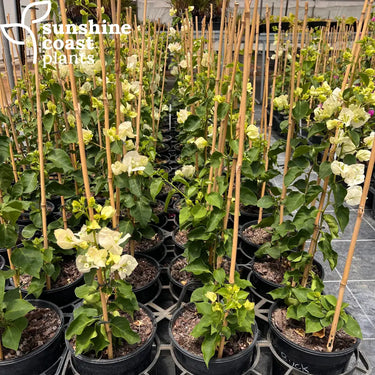 Bougainvillea glabra ‘Vera White’ 175mm pot